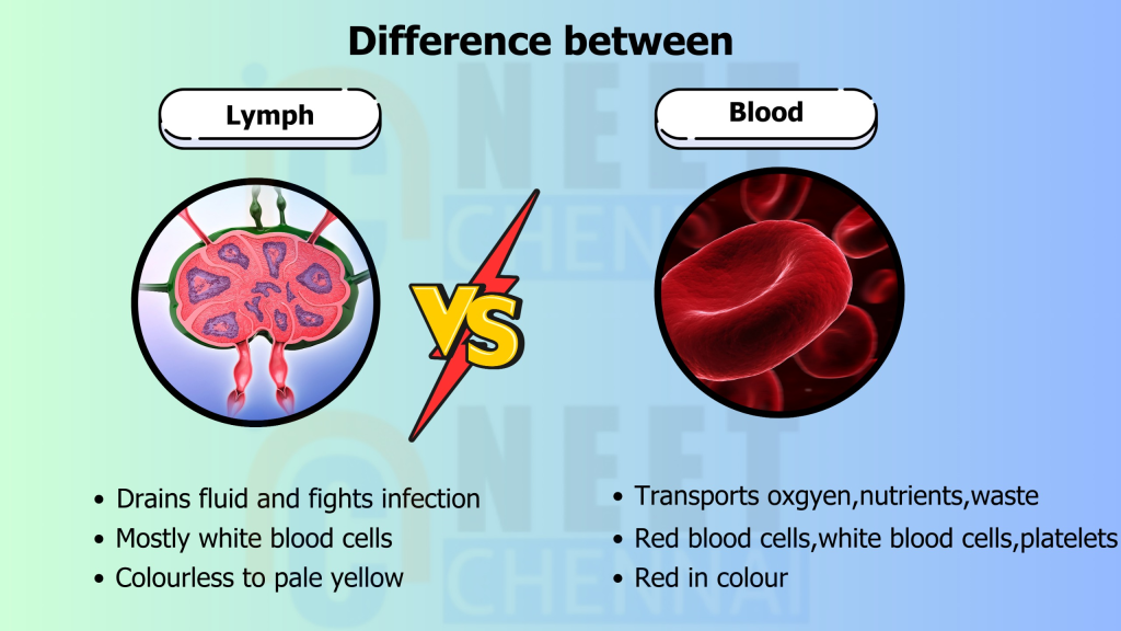 Difference Between Blood and Lymph - Neet Chennai