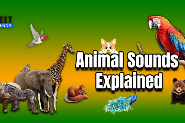 Animal Sound