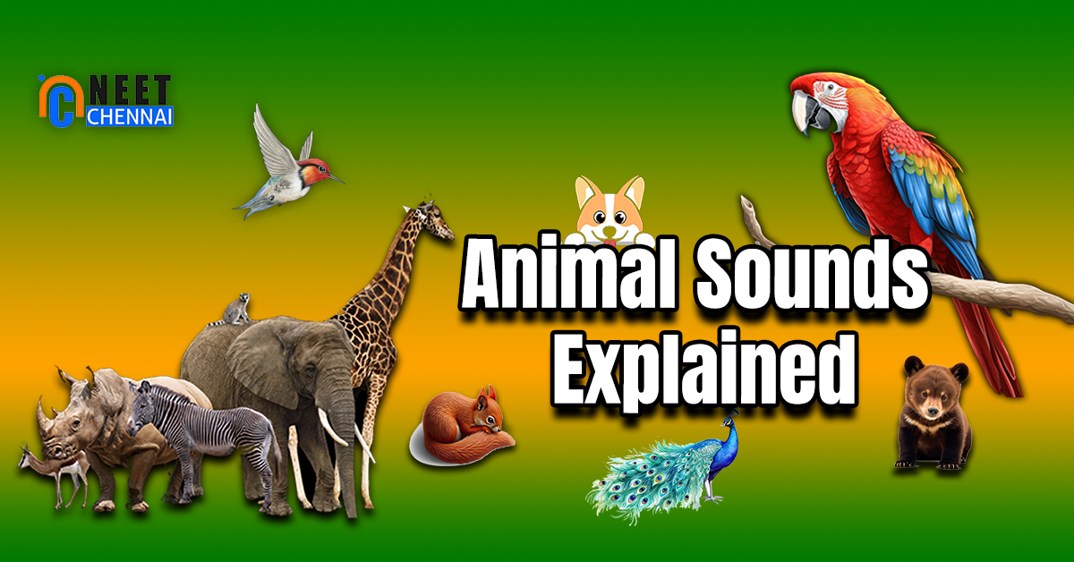 Animal Sound